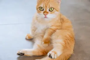 猫好き必見！ダナンの癒し系人気猫カフェ「CATFFE（キャットフィー）」で贅沢なひととき
