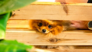 ダナンの犬カフェ！ポメラニアン癒しスポット「GIANG POMERANIAN HOUSE（ジャン・ポメラニアン・ハウス）」を調査